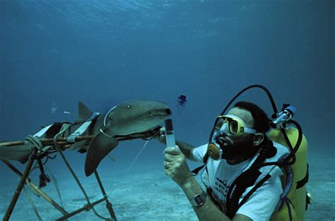 How Much Education Do You Need to Be a Marine Biologist? And Why Do Dolphins Always Seem to Be Smiling?